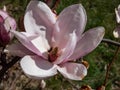 The saucer magnolia - Magnolia Ãâ soulangeana Magnolia denudata Ãâ Magnolia liliiflora flowering with large, early-blooming Royalty Free Stock Photo